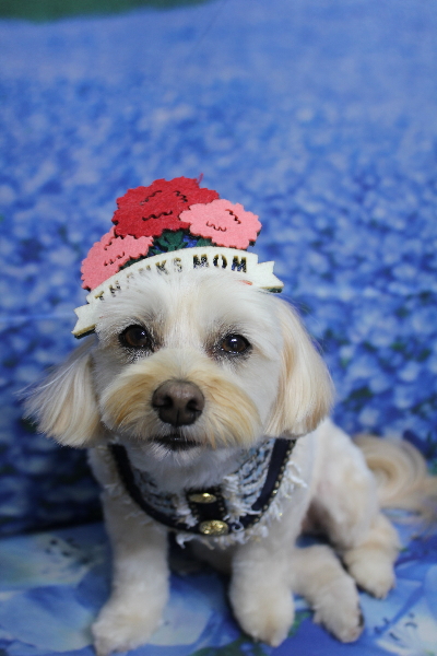 千葉県鎌ケ谷市のミックス犬のトリミング画像