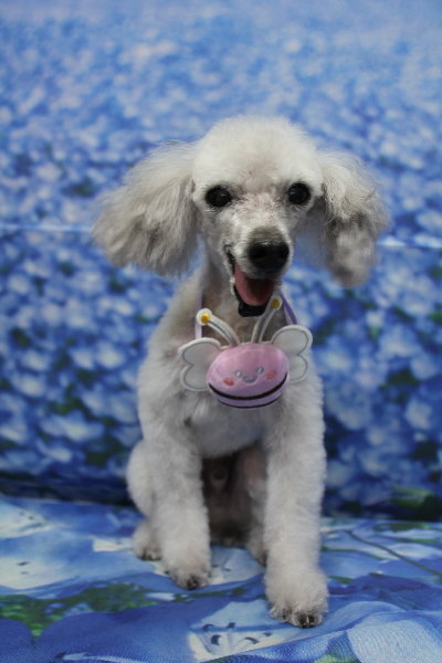 千葉県船橋市のトイプードルのトリミング画像