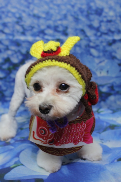 千葉県鎌ケ谷市のミックス犬のトリミング画像