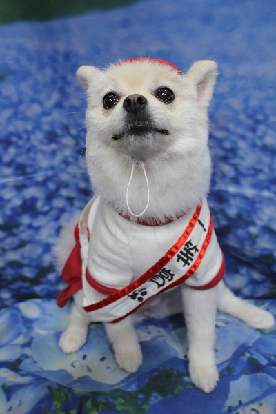 東京都港区のポメラニアンのトリミング画像