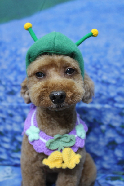 千葉県船橋市のトイプードルのトリミング画像