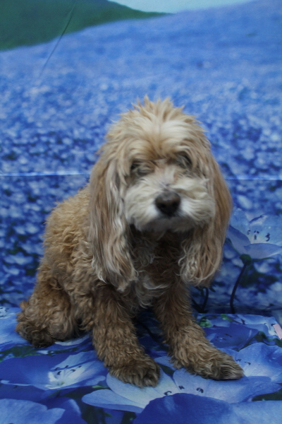 千葉県船橋市のミックス犬のトリミング前画像