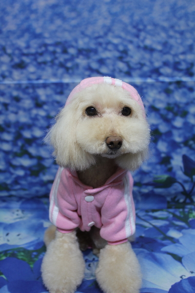 千葉県鎌ケ谷市のトイプードルトリミング画像