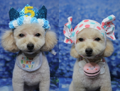 千葉県鎌ケ谷市のトイプードルのトリミング画像