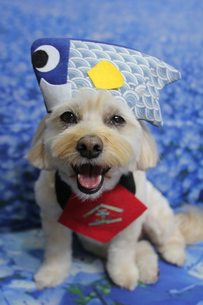 千葉県鎌ケ谷市のミックス犬のトリミング画像