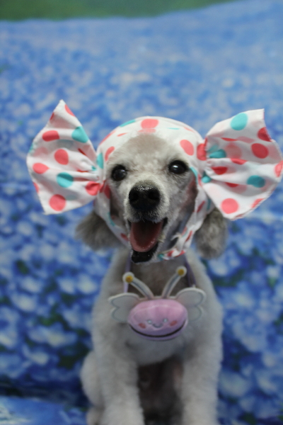 千葉県船橋市のトイプードルのトリミング画像