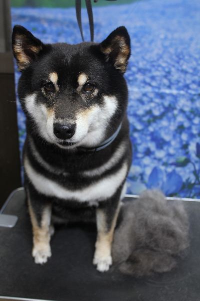 千葉県船橋市の柴犬のトリミング前画像