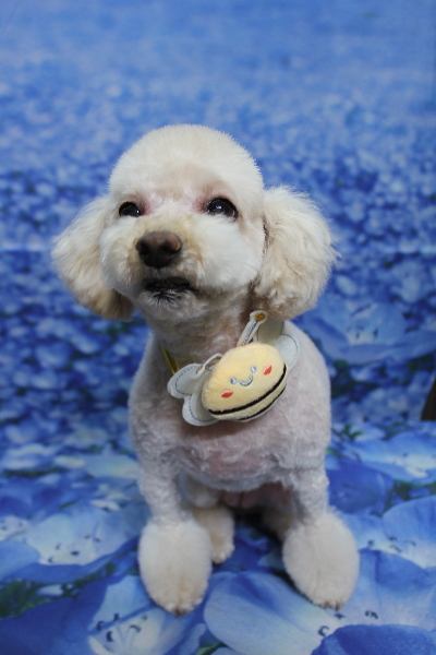 千葉県鎌ケ谷市のミックス犬のトリミング画像