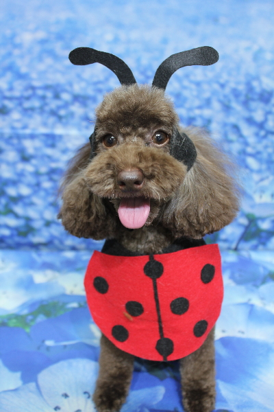 千葉県千葉市のトイプードルのトリミング画像