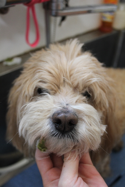 千葉県船橋市のミックス犬の歯磨き画像