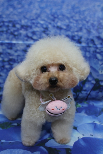 千葉県鎌ケ谷市のトイプードルトリミング画像