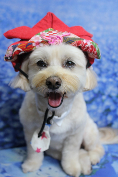 千葉県鎌ケ谷市のミックス犬のトリミング画像