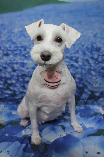 東京都江戸川区のミニチュアシュナウザートリミング画像