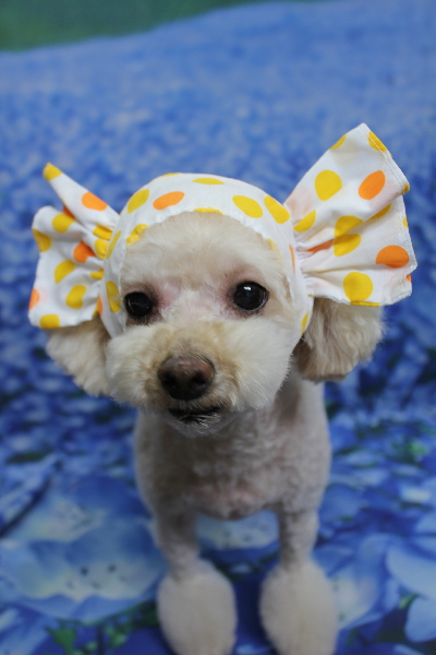 千葉県鎌ケ谷市のミックス犬のトリミング画像