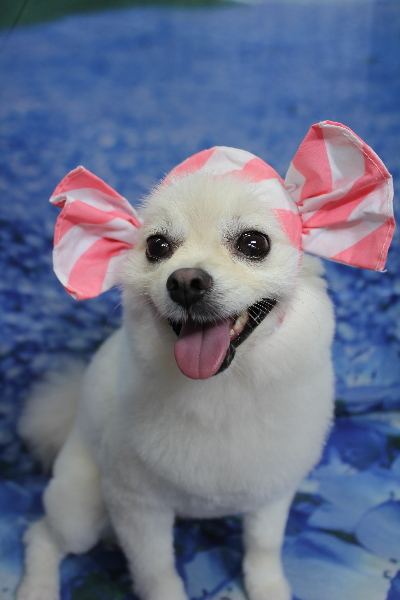 東京都港区のポメラニアンのトリミング画像