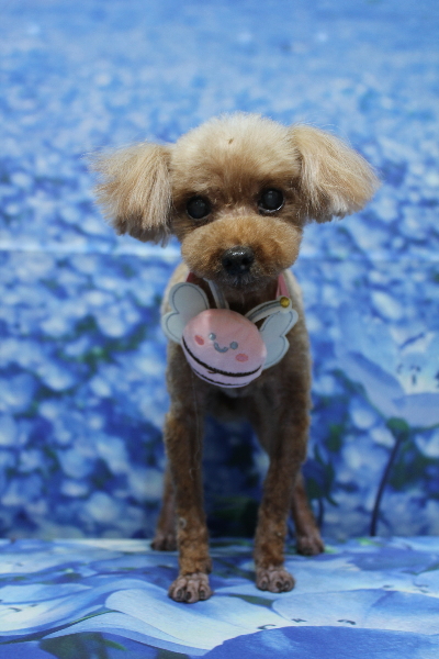 千葉県船橋市のトイプードルのトリミング画像