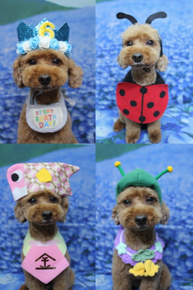 千葉県船橋市のトイプードルのトリミング画像