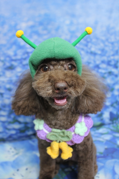 千葉県千葉市のトイプードルのトリミング画像