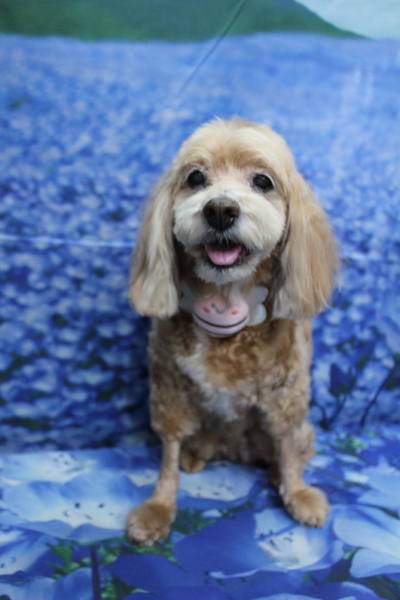 千葉県船橋市のミックス犬のトリミング画像