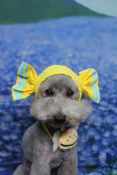 千葉県船橋市のトイプードルのトリミング画像