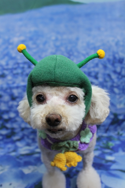 千葉県鎌ケ谷市のミックス犬のトリミング画像