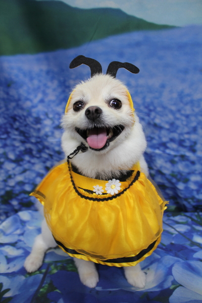 東京都港区のポメラニアンのトリミング画像