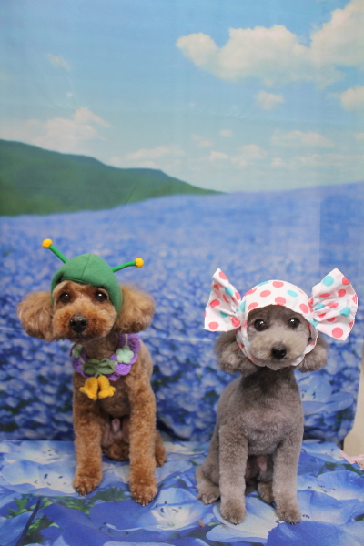 千葉県船橋市のトイプードルのトリミング画像