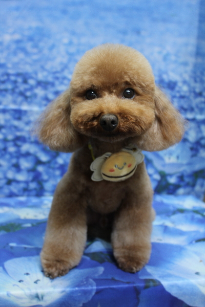 千葉県市川市のトイプードルのトリミング画像