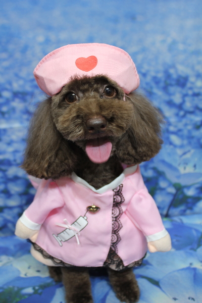 千葉県千葉市のトイプードルのトリミング画像