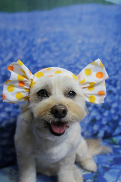 千葉県鎌ケ谷市のミックス犬のトリミング画像
