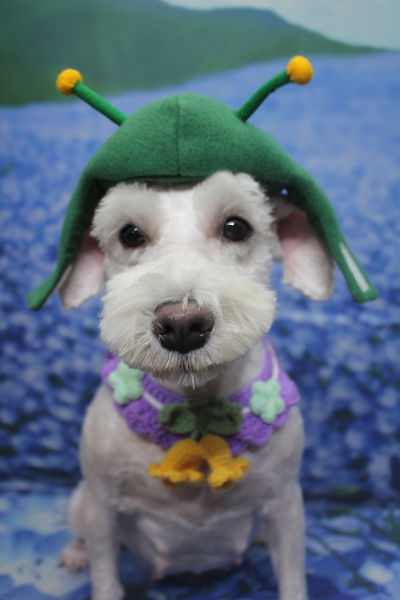 東京都江戸川区のミニチュアシュナウザートリミング画像