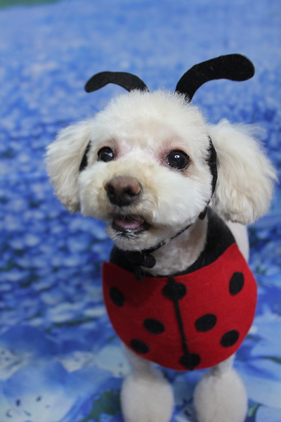 千葉県鎌ケ谷市のミックス犬のトリミング画像