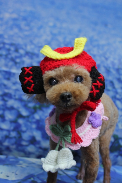 千葉県船橋市のトイプードルのトリミング画像