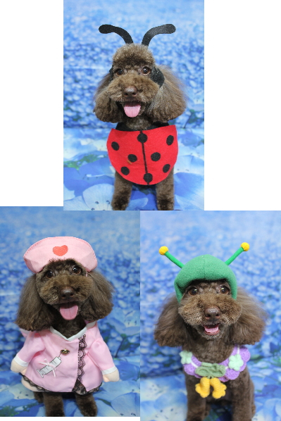 千葉県千葉市のトイプードルのトリミング画像