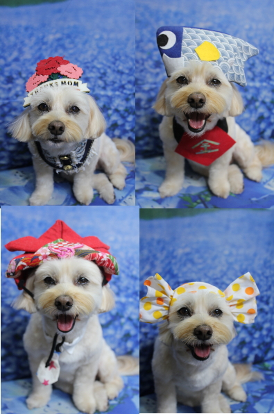 千葉県鎌ケ谷市のミックス犬のトリミング画像