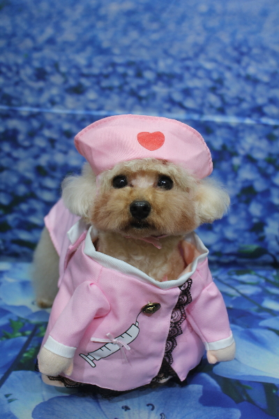 千葉県鎌ケ谷市のトイプードルトリミング画像