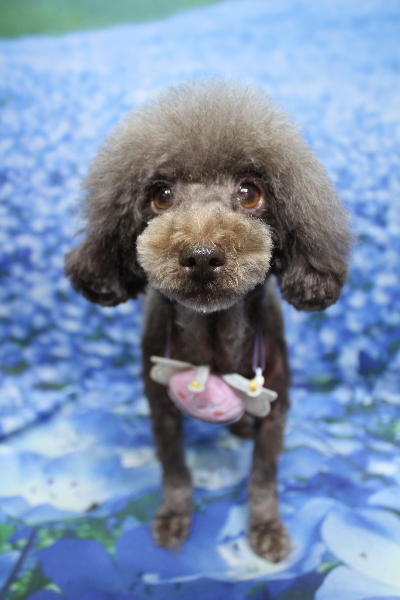 千葉県鎌ケ谷市のトイプードルのトリミング画像