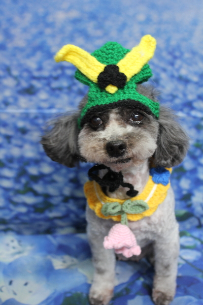 千葉県船橋市のトイプードルのトリミング画像