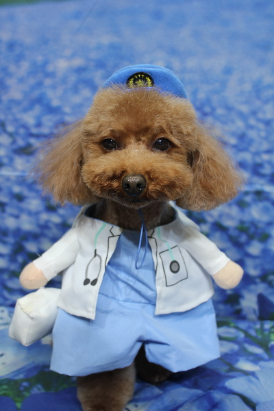 千葉県市川市のトイプードルのトリミング画像