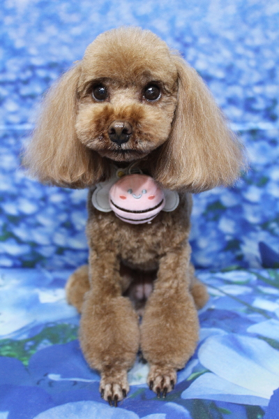 千葉県鎌ケ谷市のトイプードルのトリミング画像