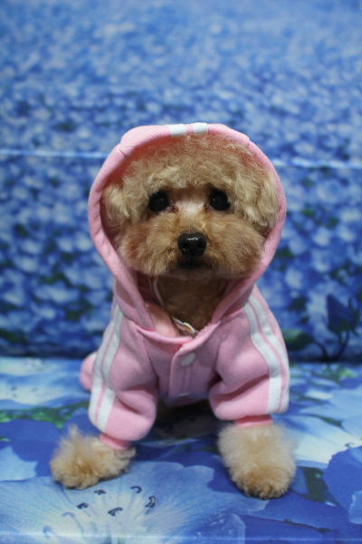 千葉県鎌ケ谷市のトイプードルトリミング画像