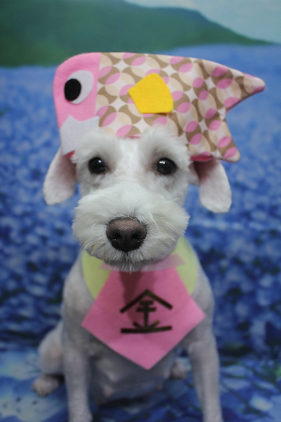 東京都江戸川区のミニチュアシュナウザートリミング画像