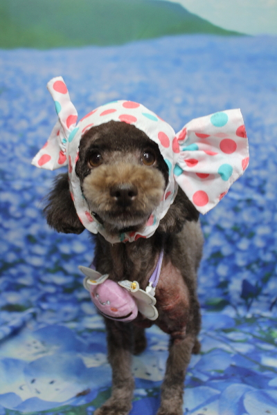 千葉県鎌ケ谷市のトイプードルのトリミング画像