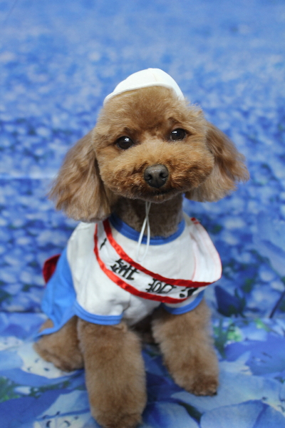 千葉県市川市のトイプードルのトリミング画像