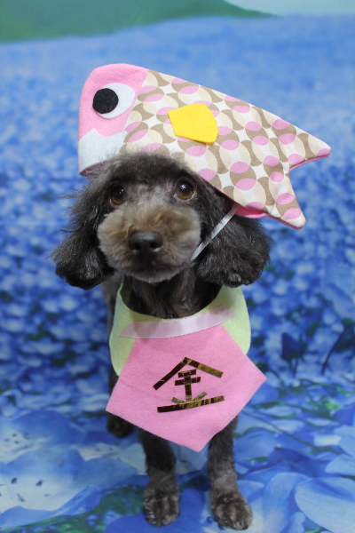 千葉県鎌ケ谷市のトイプードルのトリミング画像