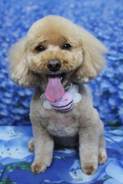 千葉県船橋市のトイプードルのトリミング画像