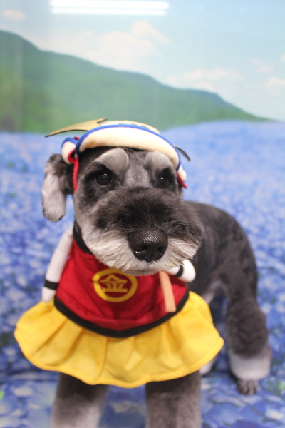 東京都江戸川区のミニチュアシュナウザートリミング画像