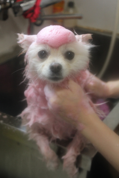 東京都港区のポメラニアンのピンクパック画像