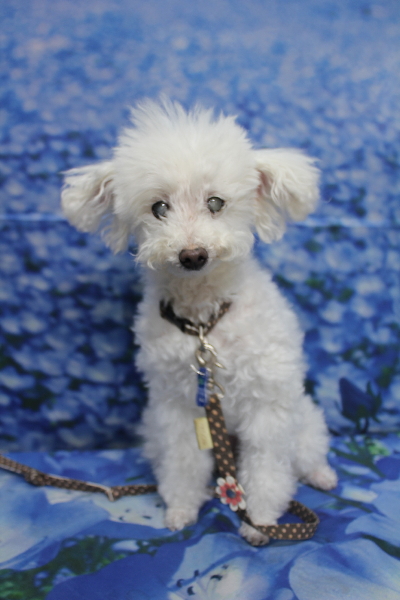 千葉県習志野市のトイプードルのトリミング前画像