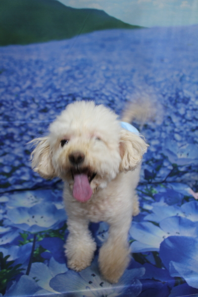 千葉県鎌ケ谷市のミックス犬のトリミング前画像